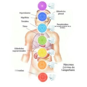 Curso | Mi Anatomía Física y Enérgica, ¿Salud o Enfermedad?
